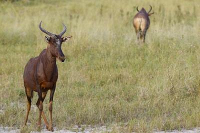 Photographic Print, , small