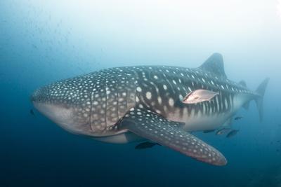 Photographic Print, , small