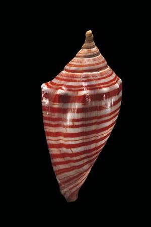 Photographic Print, , small