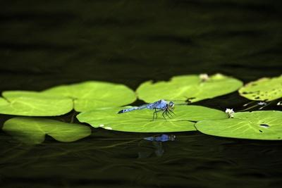 Photographic Print, , small