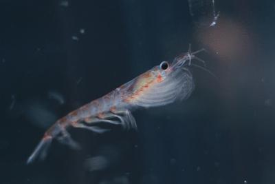 Photographic Print, , small