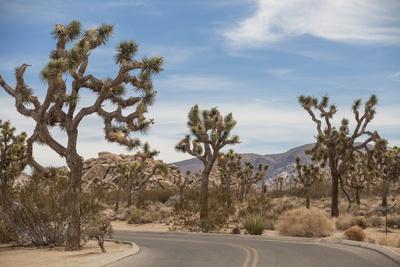Photographic Print, , small