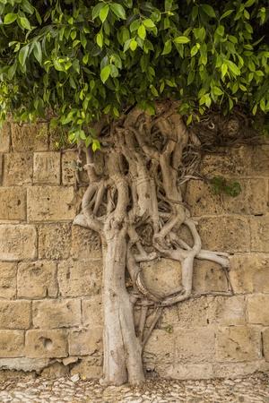 Photographic Print, , small
