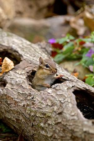 Photographic Print, , small