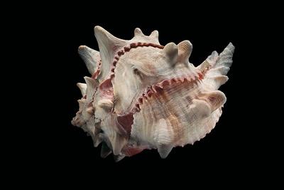 Photographic Print, , small