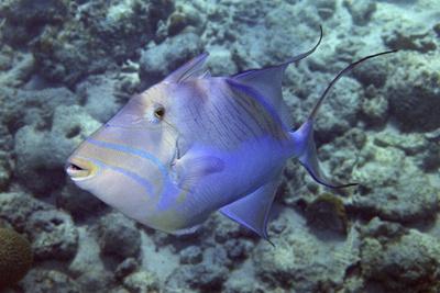 Photographic Print, , small