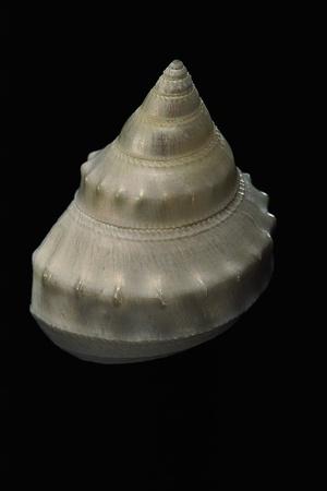 Photographic Print, , small