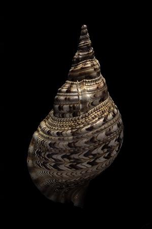 Photographic Print, , small