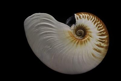 Photographic Print, , small