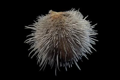 Photographic Print, , small