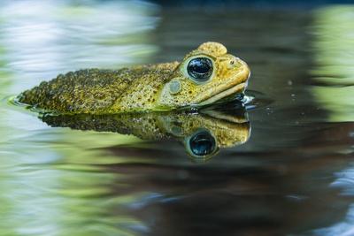 Photographic Print, , small