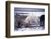 Wolf Pack Eating Deer Carcass-W. Perry Conway-Framed Photographic Print