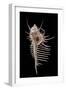 Murex Pecten (Peigne De V?nus)-Paul Starosta-Framed Photographic Print