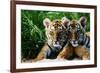 Two Siberian Tiger Cubs-W^ Perry Conway-Framed Photographic Print