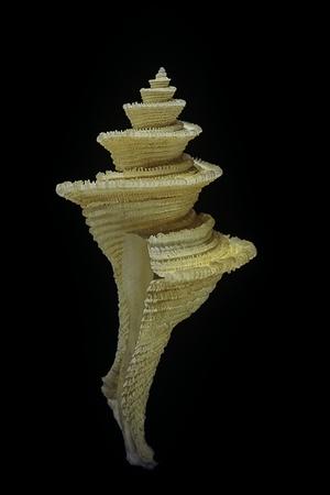 Photographic Print, , small