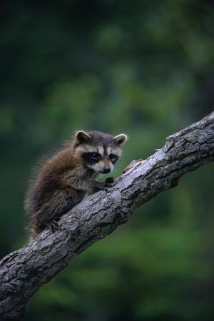 Photographic Print, , small