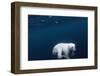 Underwater Polar Bear near Frozen Strait, Nunavut, Canada-Paul Souders-Framed Photographic Print