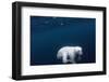 Underwater Polar Bear near Frozen Strait, Nunavut, Canada-Paul Souders-Framed Photographic Print