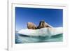 Walrus Herd on Ice, Hudson Bay, Nunavut, Canada-Paul Souders-Framed Photographic Print