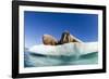 Walrus Herd on Ice, Hudson Bay, Nunavut, Canada-Paul Souders-Framed Photographic Print