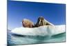 Walrus Herd on Ice, Hudson Bay, Nunavut, Canada-Paul Souders-Mounted Photographic Print