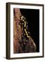 Salamandra Salamandra Terrestris (Fire Salamander)-Paul Starosta-Framed Photographic Print