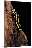 Salamandra Salamandra Terrestris (Fire Salamander)-Paul Starosta-Mounted Photographic Print