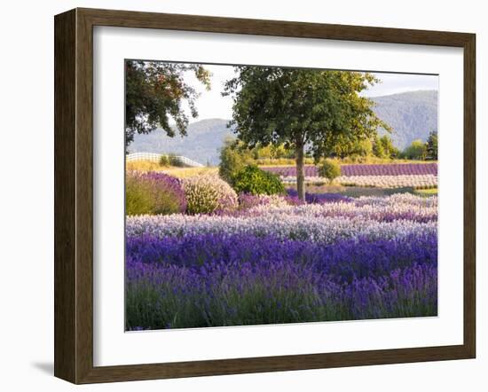 Lone Tree in Lavender Field-Terry Eggers-Framed Photographic Print