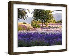 Lone Tree in Lavender Field-Terry Eggers-Framed Photographic Print
