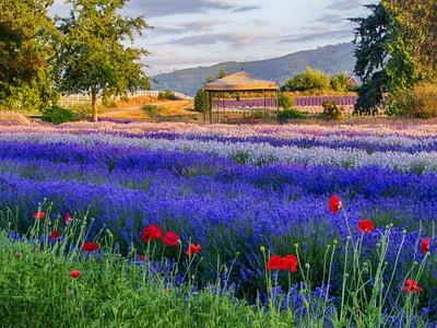 Photographic Print, , small