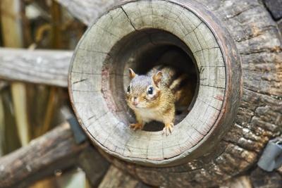 Photographic Print, , small