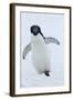 Adelie Penguin-Joe McDonald-Framed Photographic Print