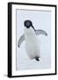 Adelie Penguin-Joe McDonald-Framed Photographic Print