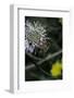 Apis Mellifera (Honey Bee) - Foraging on a Sheep's Bit Flower-Paul Starosta-Framed Photographic Print