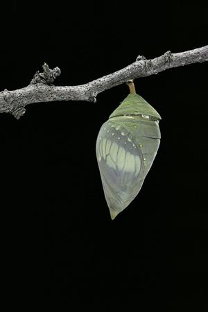 Photographic Print, , small