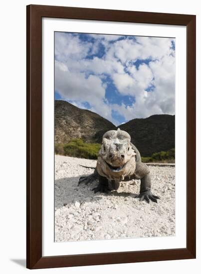 Rhinoceros Iguana (Cyclura Cornuta)-Reinhard Dirscherl-Framed Photographic Print