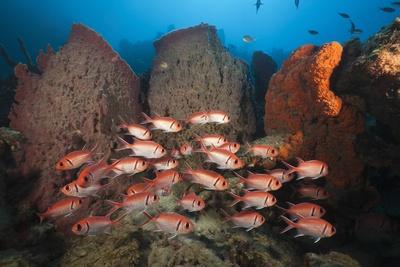 Photographic Print, , small