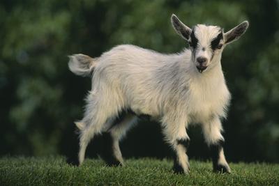 Photographic Print, , small