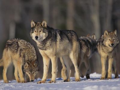 Photographic Print, , small