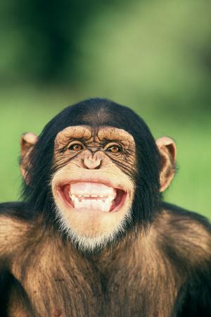 Photographic Print, , small