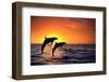 Bottlenosed Dolphins Leaping at Sunset-DLILLC-Framed Photographic Print