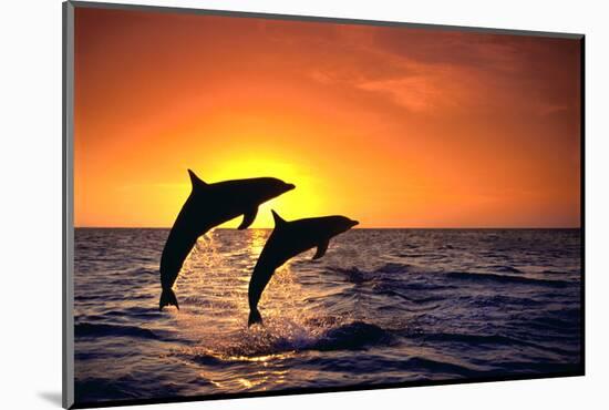 Bottlenosed Dolphins Leaping at Sunset-DLILLC-Mounted Photographic Print