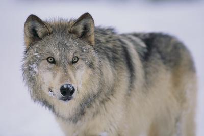 Photographic Print, , small