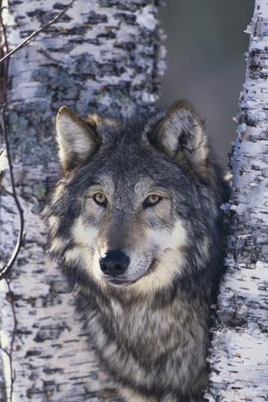 Photographic Print, , small