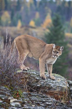 Photographic Print, , small