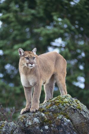 Photographic Print, , small