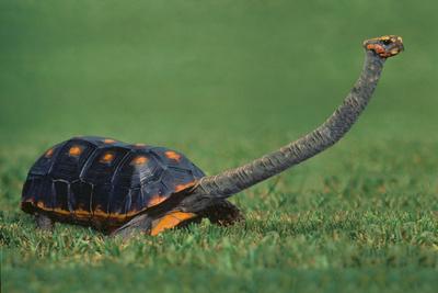 Photographic Print, , small