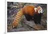 Lesser Panda-DLILLC-Framed Photographic Print