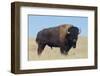 Buffalo-DLILLC-Framed Photographic Print