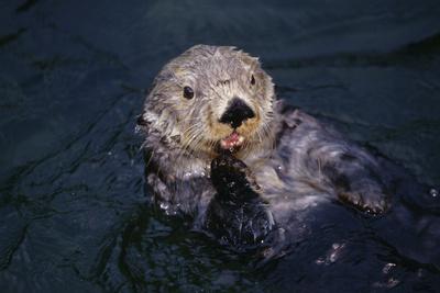 Photographic Print, , small